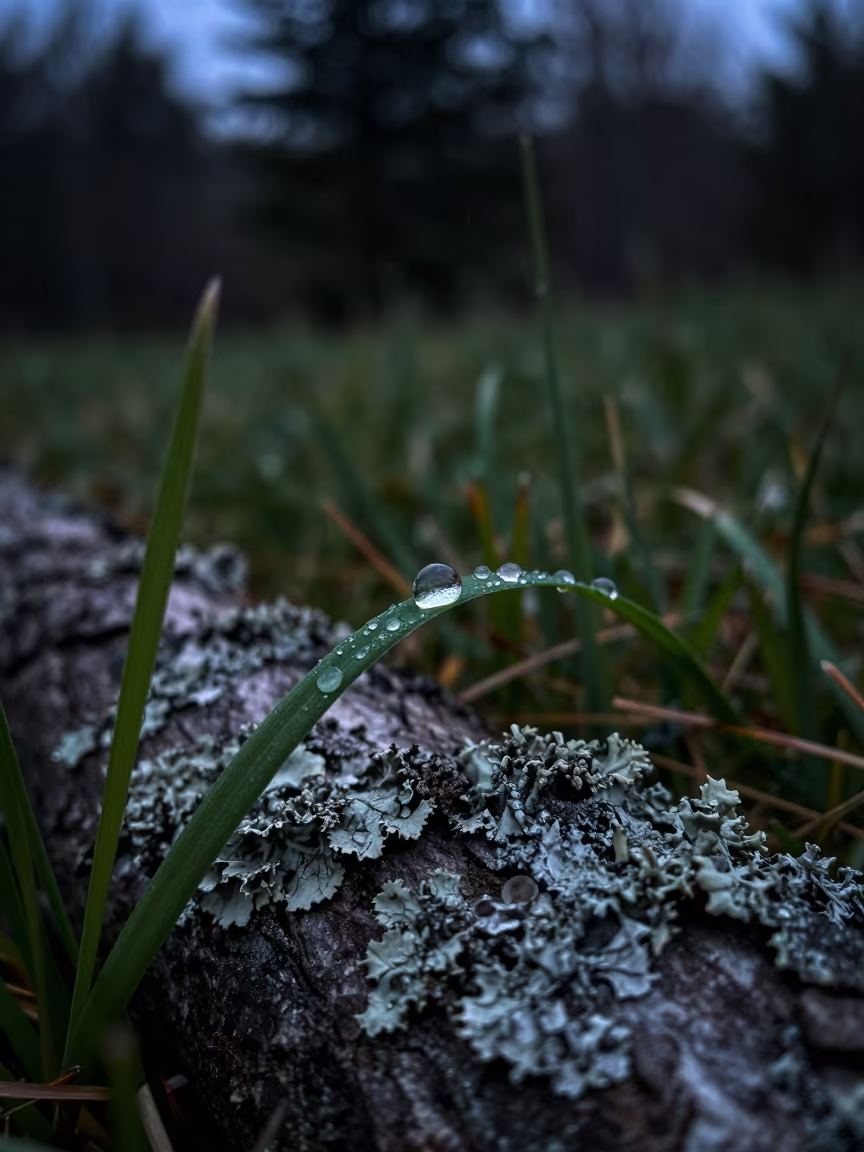 Dewdrop Lens on Grass Blade in Taipei in on lichen-covered bark in Taipei